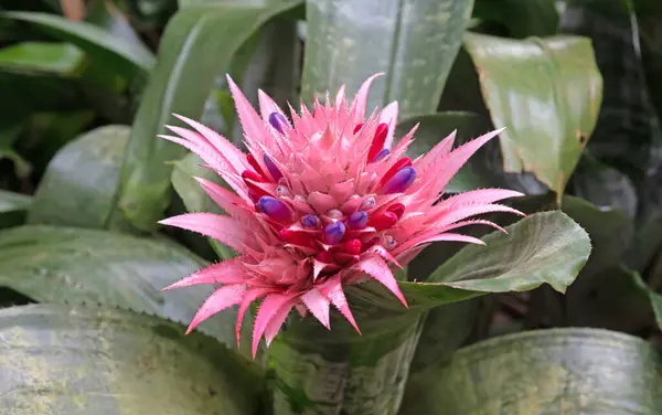 Tropische Blume Ihrem Natürlichen Lebensraum Einem Grünen Wald — Stockfoto