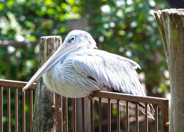 Beyaz Bir Pelikana Yakın Plan Seçici Odaklanma — Stok fotoğraf