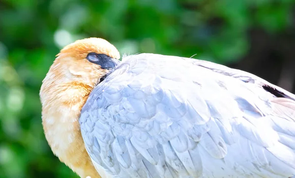 Large Bird Sleeping Tree Selective Focus — Stock Photo, Image