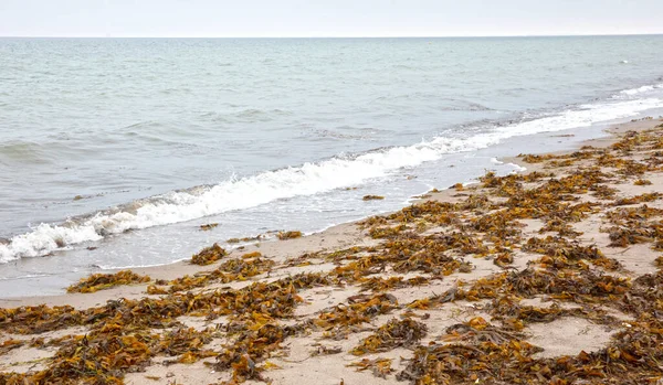 Жовті Водорості Данському Пляжі Хвиля Прокатки — стокове фото