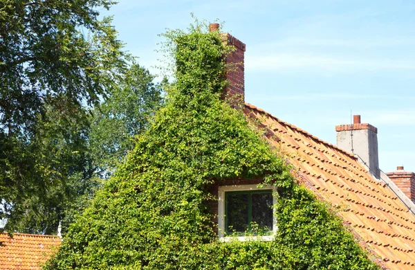 Pared Una Antigua Casa Con Ventana Cubierta Hiedra — Foto de Stock