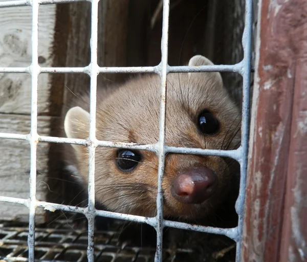 Marten in the cell — Stock Photo, Image