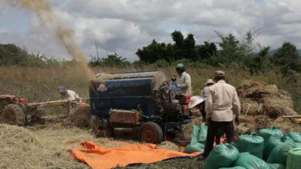 Lao-Bauern ernten Reis auf einem Reisfeld — Stockvideo