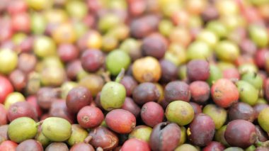 Yakın plan ve işlenmemiş kahve çekirdekleri ve bulanık arka plan..