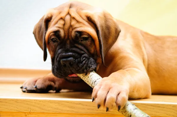 Pequeno bullmastiff de cachorrinho — Fotografia de Stock