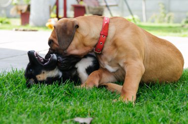 iki küçük yavrusu