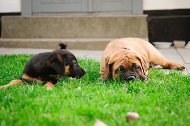 iki küçük yavrusu