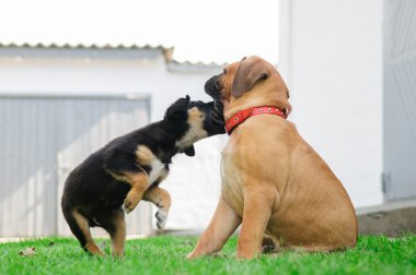 iki küçük yavrusu