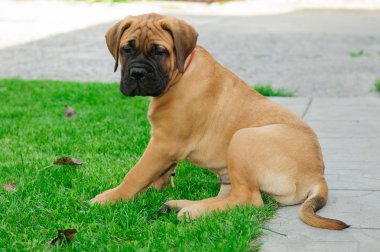 küçük köpek yavrusu bullmastiff