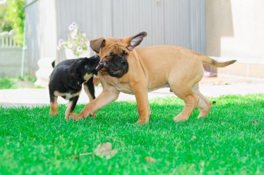 iki küçük yavrusu