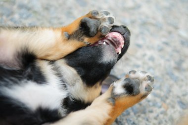 tatlı köpek konuşuyor