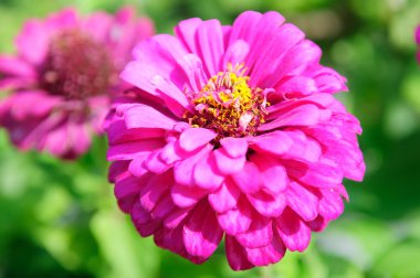 güzel çiçek tasarımı