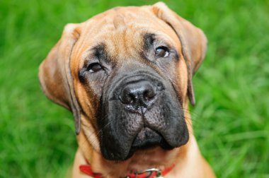 küçük köpek yavrusu bullmastiff