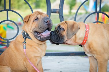 iki küçük yavrusu