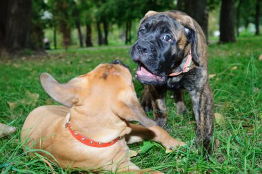 iki küçük yavrusu bullmastiff
