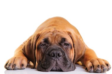 küçük köpek yavrusu bullmastiff