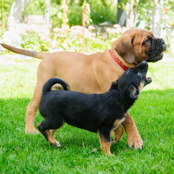Two little puppies — Stock Photo, Image