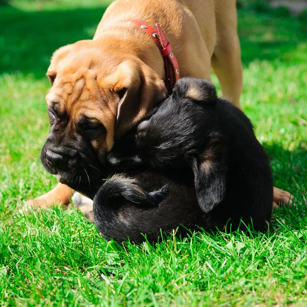 Two little puppies — Stock Photo, Image