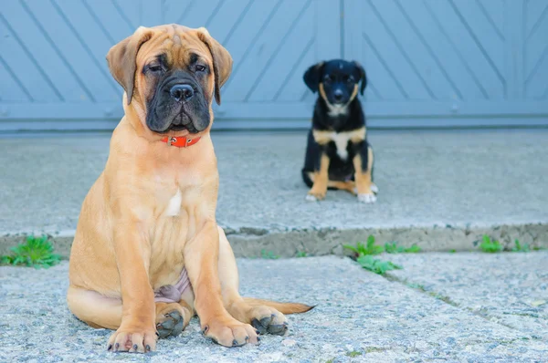 Dois cachorrinhos pequenos — Fotografia de Stock