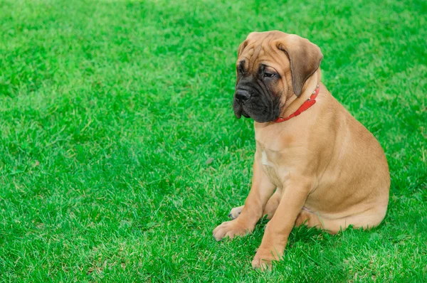 Anjing kecil bullmastiff — Stok Foto