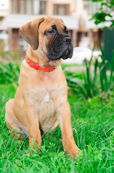 Pequeno bullmastiff de cachorrinho — Fotografia de Stock