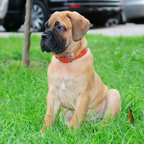 Pequeno bullmastiff de cachorrinho — Fotografia de Stock