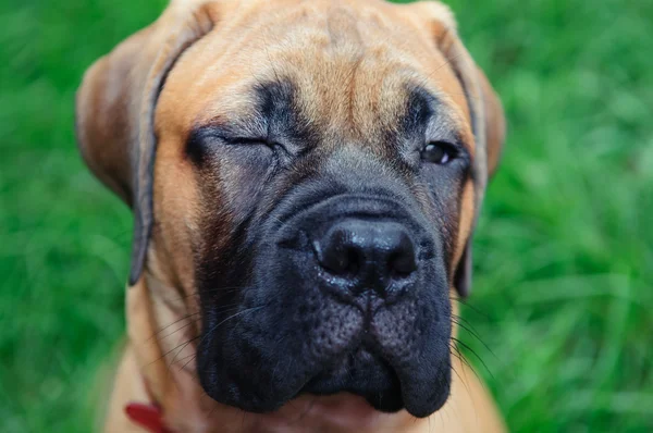 Küçük köpek yavrusu bullmastiff — Stok fotoğraf