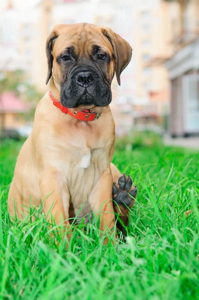 Pequeno bullmastiff de cachorrinho — Fotografia de Stock