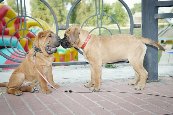 Deux petits chiots — Photo