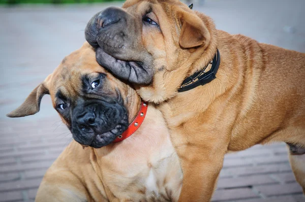 Two little puppies Bullmastiff — Stock Photo, Image