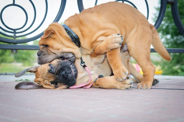 Two little puppies — Stock Photo, Image