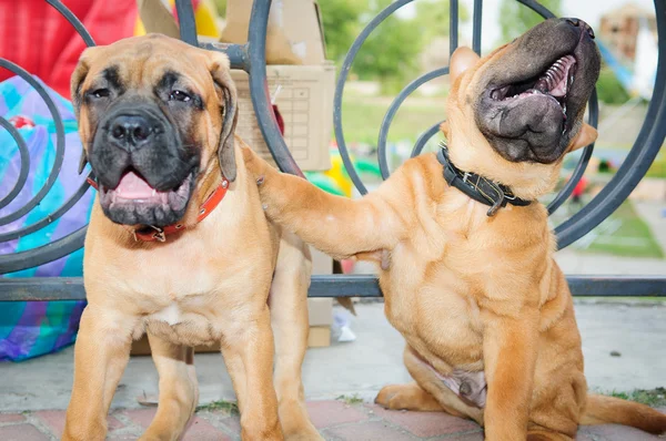 Dos cachorritos — Foto de Stock