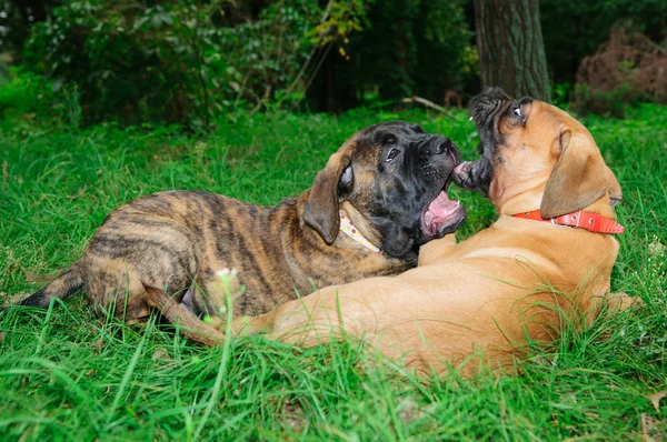 Iki küçük yavrusu bullmastiff — Stok fotoğraf