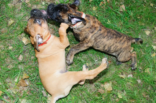Dos cachorritos Bullmastiff — Foto de Stock