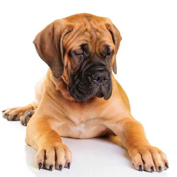 Lilla valp bullmastiff — Stockfoto