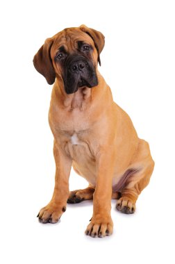 küçük köpek yavrusu bullmastiff