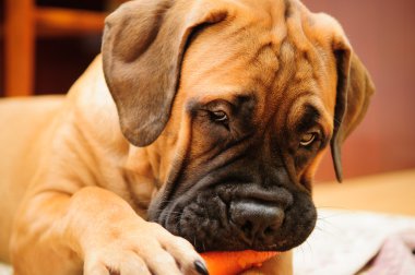 küçük köpek yavrusu bullmastiff