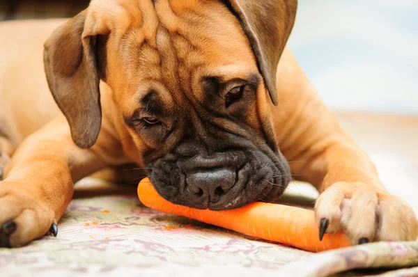 Μικρό κουτάβι bullmastiff — Φωτογραφία Αρχείου