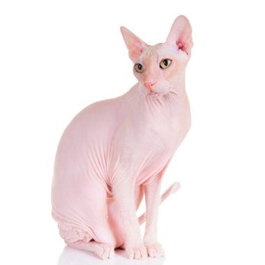 Don sphynx kedi