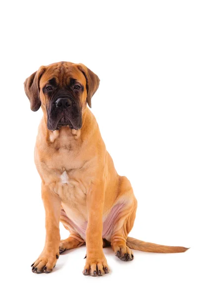 Küçük köpek yavrusu bullmastiff — Stok fotoğraf