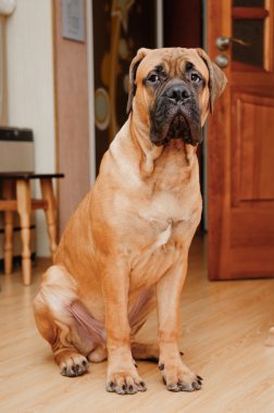 küçük köpek yavrusu bullmastiff