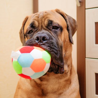 küçük köpek yavrusu bullmastiff