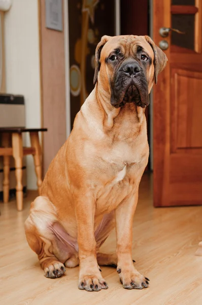 Pequeno bullmastiff de cachorrinho — Fotografia de Stock