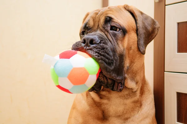 küçük köpek yavrusu bullmastiff