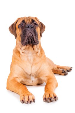 bullmastiff köpek yavrusu yalan