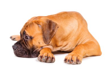 bullmastiff köpek yavrusu yalan