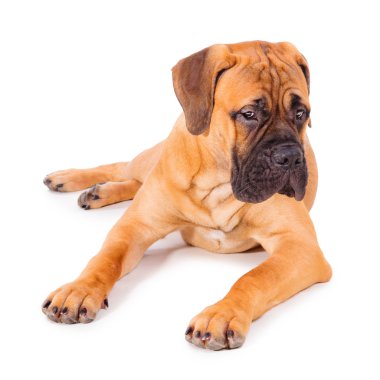 bullmastiff köpek yavrusu yalan