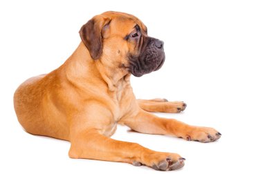 bullmastiff köpek yavrusu yalan