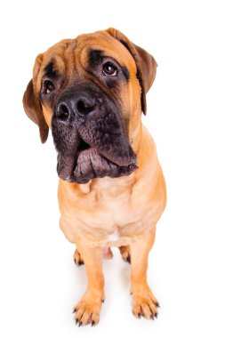 bullmastiff yüksek sesle havlayan köpek