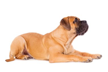 bullmastiff köpek yavrusu yalan